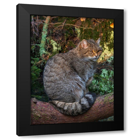 European wildcat in National Park Bavarian Forest Germany-Bavaria Black Modern Wood Framed Art Print by Zwick, Martin