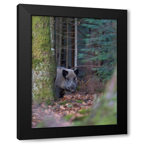 Wild boar during winter in high forest Bavarian Forest National Park Germany-Bavaria Black Modern Wood Framed Art Print by Zwick, Martin