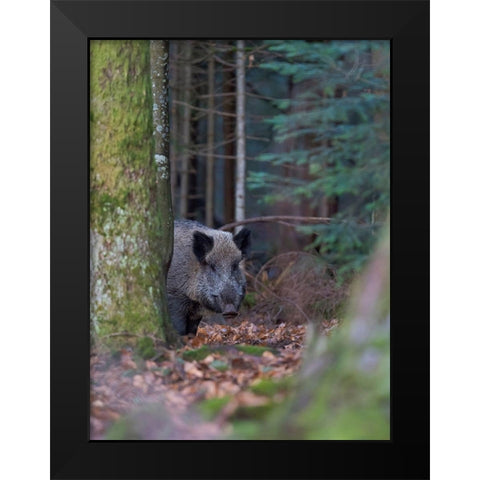 Wild boar during winter in high forest Bavarian Forest National Park Germany-Bavaria Black Modern Wood Framed Art Print by Zwick, Martin