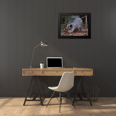 Wild boar during winter in high forest Bavarian Forest National Park Germany-Bavaria Black Modern Wood Framed Art Print by Zwick, Martin