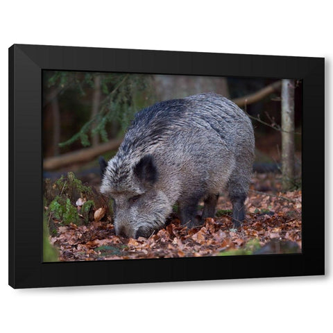Wild boar during winter in high forest Bavarian Forest National Park Germany-Bavaria Black Modern Wood Framed Art Print with Double Matting by Zwick, Martin