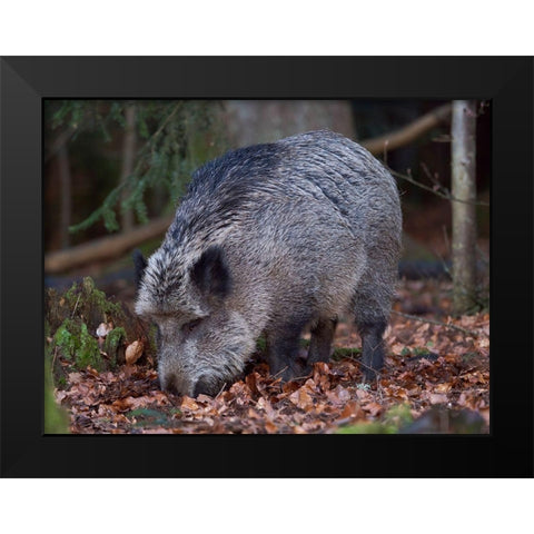 Wild boar during winter in high forest Bavarian Forest National Park Germany-Bavaria Black Modern Wood Framed Art Print by Zwick, Martin