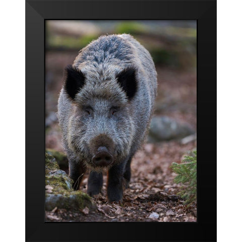 Wild boar during winter in high forest Bavarian Forest National Park Germany-Bavaria Black Modern Wood Framed Art Print by Zwick, Martin