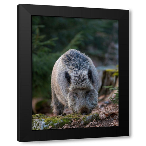 Wild boar during winter in high forest Bavarian Forest National Park Germany-Bavaria Black Modern Wood Framed Art Print with Double Matting by Zwick, Martin