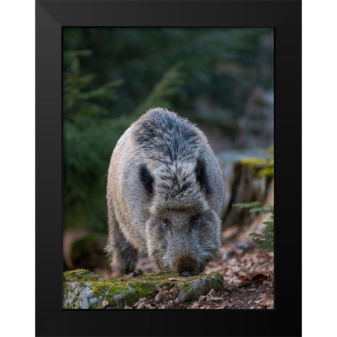 Wild boar during winter in high forest Bavarian Forest National Park Germany-Bavaria Black Modern Wood Framed Art Print by Zwick, Martin