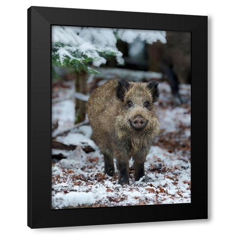 Wild boar during winter in high forest Bavarian Forest National Park Germany-Bavaria Black Modern Wood Framed Art Print with Double Matting by Zwick, Martin