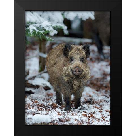 Wild boar during winter in high forest Bavarian Forest National Park Germany-Bavaria Black Modern Wood Framed Art Print by Zwick, Martin