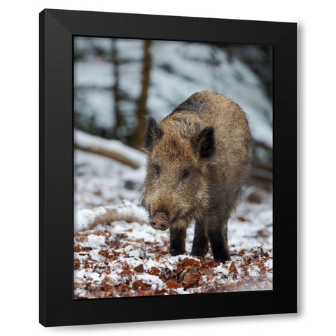 Wild boar during winter in high forest Bavarian Forest National Park Germany-Bavaria Black Modern Wood Framed Art Print with Double Matting by Zwick, Martin