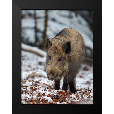 Wild boar during winter in high forest Bavarian Forest National Park Germany-Bavaria Black Modern Wood Framed Art Print by Zwick, Martin