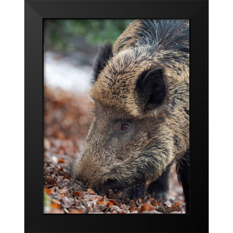 Wild boar during winter in high forest Bavarian Forest National Park Germany-Bavaria Black Modern Wood Framed Art Print by Zwick, Martin