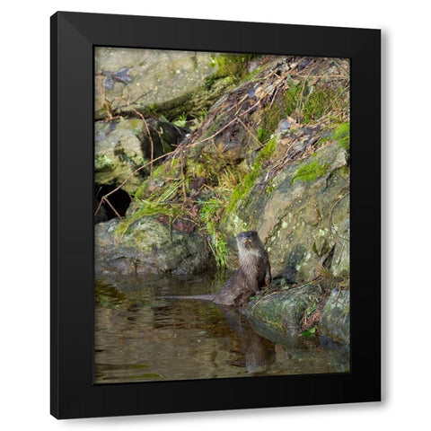 Eurasian Otter (Lutra lutra) during winter Bavarian Forest National Park Germany-Bavaria Black Modern Wood Framed Art Print by Zwick, Martin