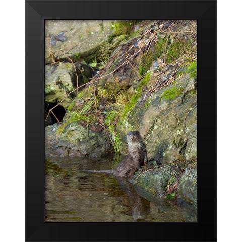 Eurasian Otter (Lutra lutra) during winter Bavarian Forest National Park Germany-Bavaria Black Modern Wood Framed Art Print by Zwick, Martin