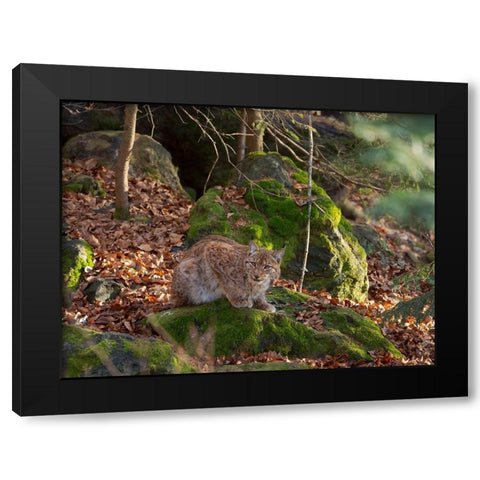 Eurasian Lynx (Lynx lynx ) during winter Bavarian Forest National Park Germany-Bavaria Black Modern Wood Framed Art Print by Zwick, Martin