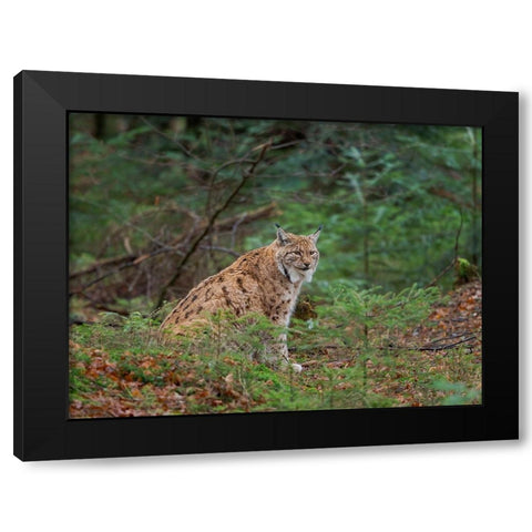 Eurasian Lynx (Lynx lynx ) during winter Bavarian Forest National Park Germany-Bavaria Black Modern Wood Framed Art Print by Zwick, Martin