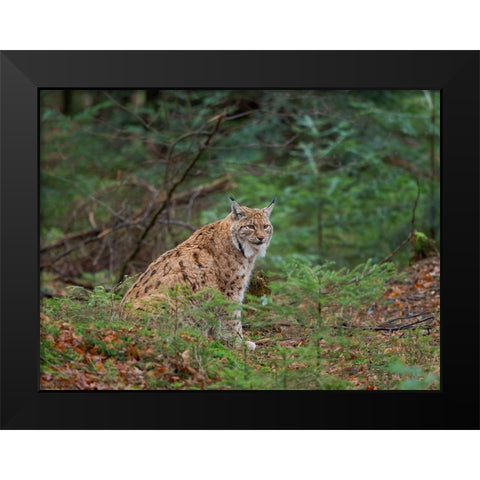 Eurasian Lynx (Lynx lynx ) during winter Bavarian Forest National Park Germany-Bavaria Black Modern Wood Framed Art Print by Zwick, Martin