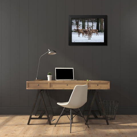 Red deer (Cervus elaphus) during winter Bavarian Forest National Park Germany-Bavaria Black Modern Wood Framed Art Print by Zwick, Martin