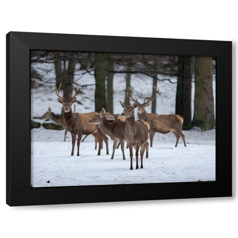 Red deer (Cervus elaphus) during winter Bavarian Forest National Park Germany-Bavaria Black Modern Wood Framed Art Print with Double Matting by Zwick, Martin