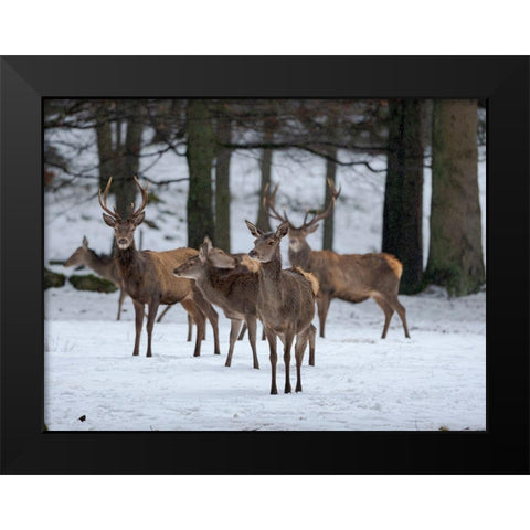 Red deer (Cervus elaphus) during winter Bavarian Forest National Park Germany-Bavaria Black Modern Wood Framed Art Print by Zwick, Martin