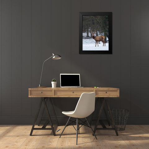Red deer (Cervus elaphus) during winter Bavarian Forest National Park Germany-Bavaria Black Modern Wood Framed Art Print by Zwick, Martin