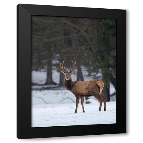 Red deer (Cervus elaphus) during winter Bavarian Forest National Park Germany-Bavaria Black Modern Wood Framed Art Print with Double Matting by Zwick, Martin