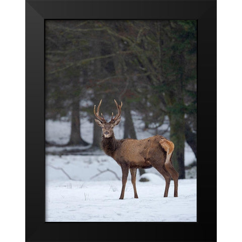 Red deer (Cervus elaphus) during winter Bavarian Forest National Park Germany-Bavaria Black Modern Wood Framed Art Print by Zwick, Martin