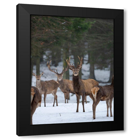 Red deer (Cervus elaphus) during winter Bavarian Forest National Park Germany-Bavaria Black Modern Wood Framed Art Print by Zwick, Martin
