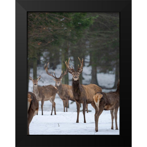 Red deer (Cervus elaphus) during winter Bavarian Forest National Park Germany-Bavaria Black Modern Wood Framed Art Print by Zwick, Martin