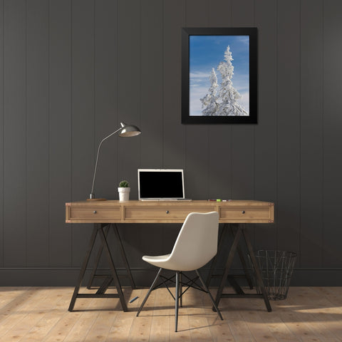 Snow-covered trees at the peak of Mount Lusen Central Germany-Bavaria Black Modern Wood Framed Art Print by Zwick, Martin