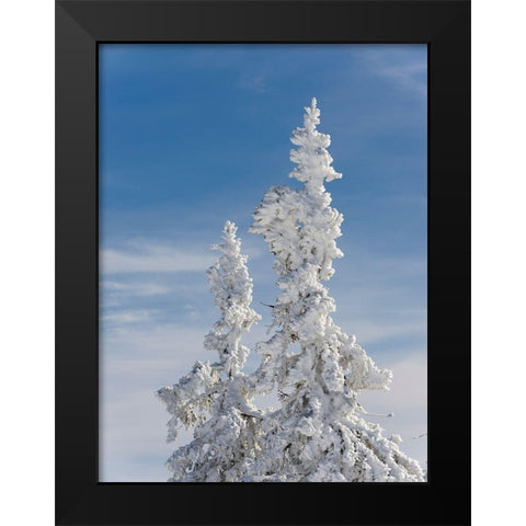 Snow-covered trees at the peak of Mount Lusen Central Germany-Bavaria Black Modern Wood Framed Art Print by Zwick, Martin