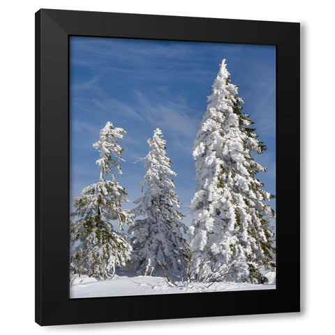 Snow-covered trees at the peak of Mount Lusen Central Germany-Bavaria Black Modern Wood Framed Art Print with Double Matting by Zwick, Martin