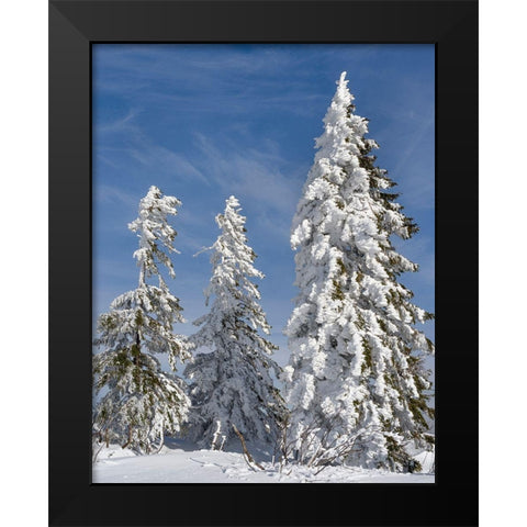 Snow-covered trees at the peak of Mount Lusen Central Germany-Bavaria Black Modern Wood Framed Art Print by Zwick, Martin