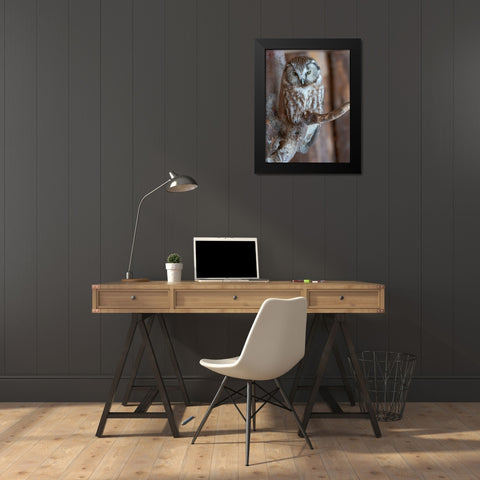 Boreal owl (Aegolius funereus) Enclosure area of the National Park Bavarian Forest Black Modern Wood Framed Art Print by Zwick, Martin