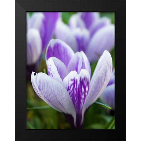 Crocus- variety Pickwick- Germany Black Modern Wood Framed Art Print by Zwick, Martin