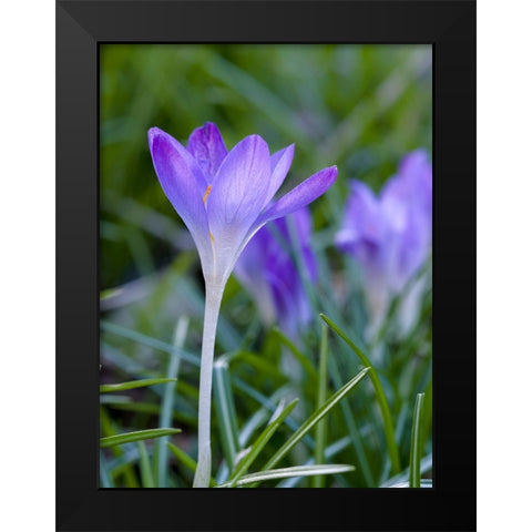 Woodland crocus- Crocus tommasinianus. Germany Black Modern Wood Framed Art Print by Zwick, Martin