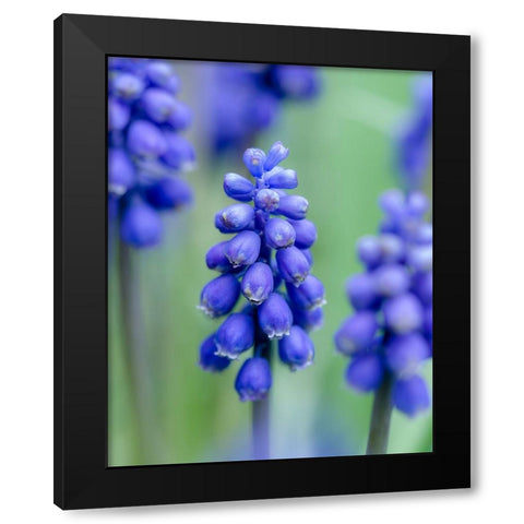 Armenian grape hyacinth. Germany Black Modern Wood Framed Art Print with Double Matting by Zwick, Martin