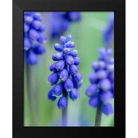 Armenian grape hyacinth. Germany Black Modern Wood Framed Art Print by Zwick, Martin