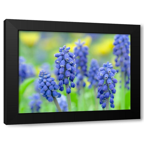 Armenian grape hyacinth. Germany Black Modern Wood Framed Art Print with Double Matting by Zwick, Martin