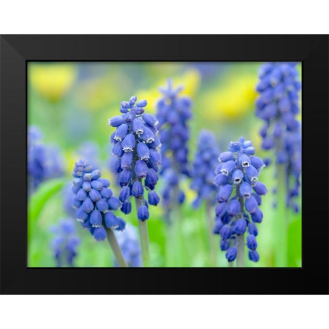 Armenian grape hyacinth. Germany Black Modern Wood Framed Art Print by Zwick, Martin