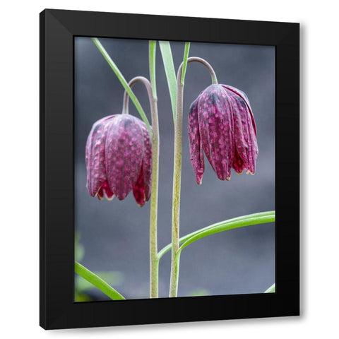 Snakes head or chess flower. Germany Black Modern Wood Framed Art Print by Zwick, Martin