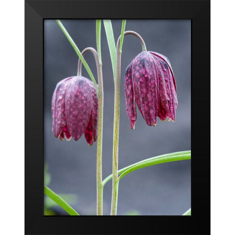 Snakes head or chess flower. Germany Black Modern Wood Framed Art Print by Zwick, Martin