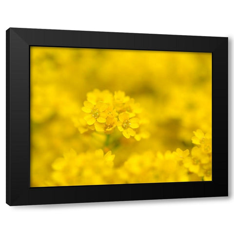 Basket of gold. Germany Black Modern Wood Framed Art Print with Double Matting by Zwick, Martin