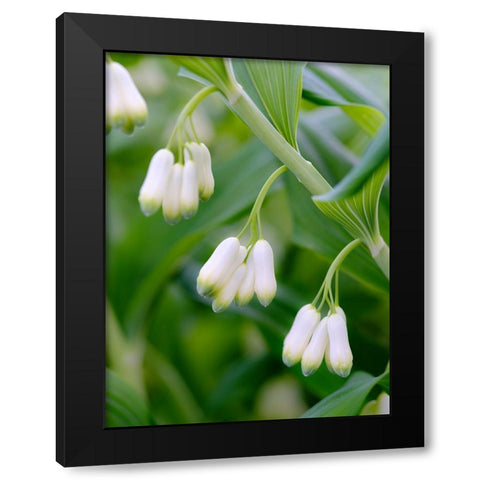 Eurasian Solomons Seal. Germany Black Modern Wood Framed Art Print by Zwick, Martin