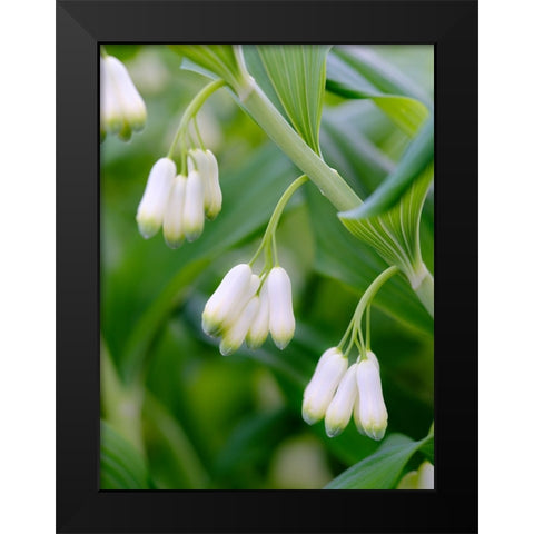 Eurasian Solomons Seal. Germany Black Modern Wood Framed Art Print by Zwick, Martin