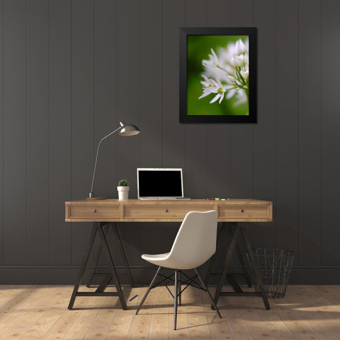 Wild garlic. Germany Black Modern Wood Framed Art Print by Zwick, Martin