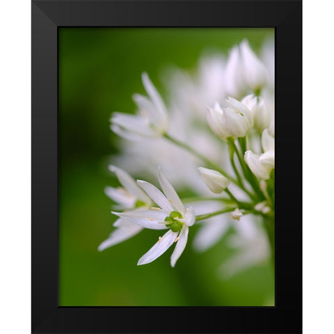 Wild garlic. Germany Black Modern Wood Framed Art Print by Zwick, Martin