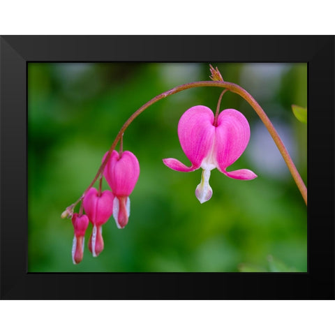 Bleeding heart (Lamprocapnos spectabilis). Germany Black Modern Wood Framed Art Print by Zwick, Martin