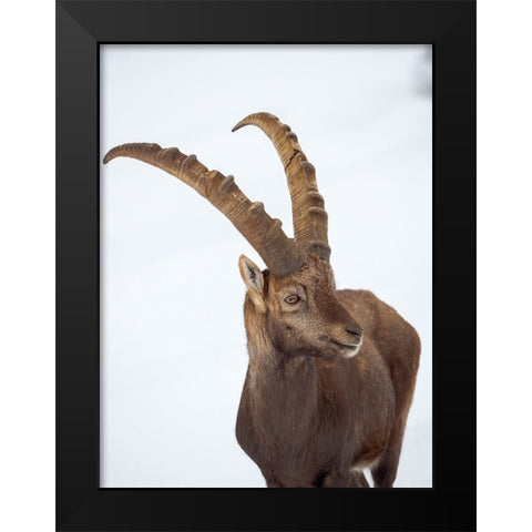 Alpine Ibex in fresh deep snow- Alpenwildpark (alpine game park) Obermaiselstein. Germany- Bavaria Black Modern Wood Framed Art Print by Zwick, Martin