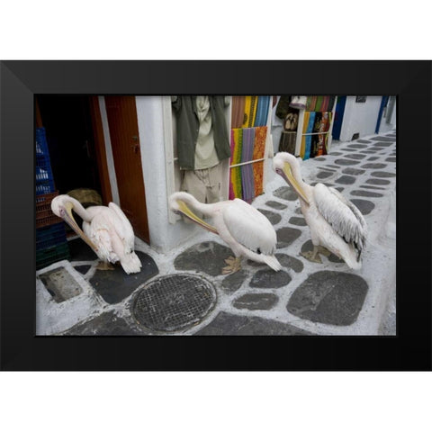 Greece, Mykonos, Hora Three pelicans grooming Black Modern Wood Framed Art Print by Young, Bill