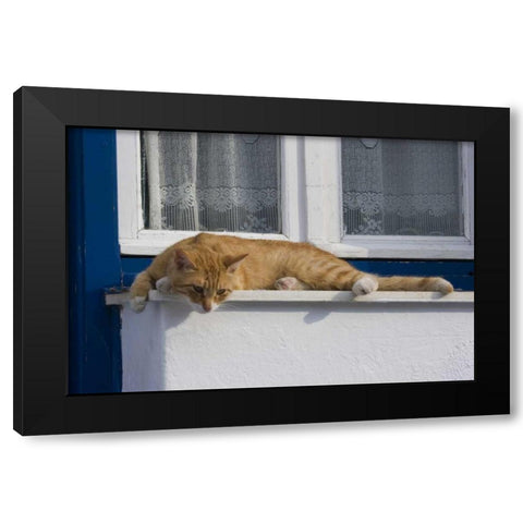 Greece, Mykonos Curious orange tabby cat Black Modern Wood Framed Art Print with Double Matting by Young, Bill