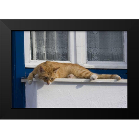 Greece, Mykonos Curious orange tabby cat Black Modern Wood Framed Art Print by Young, Bill